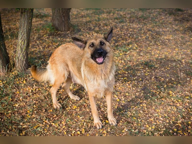 Fente: liebevolle Mama sucht fürsorgliches Zuhause