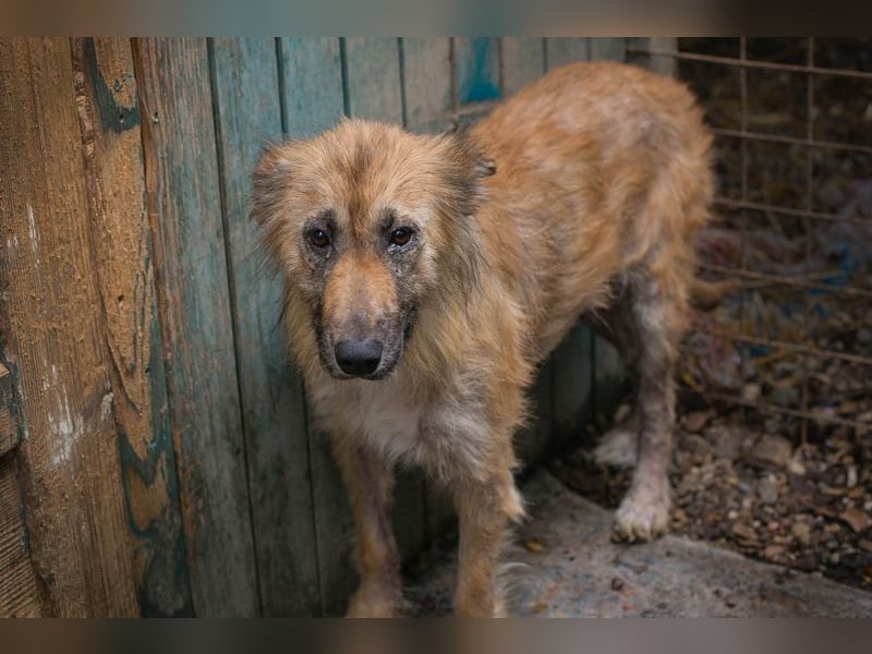 Nala sucht ein Zuhause