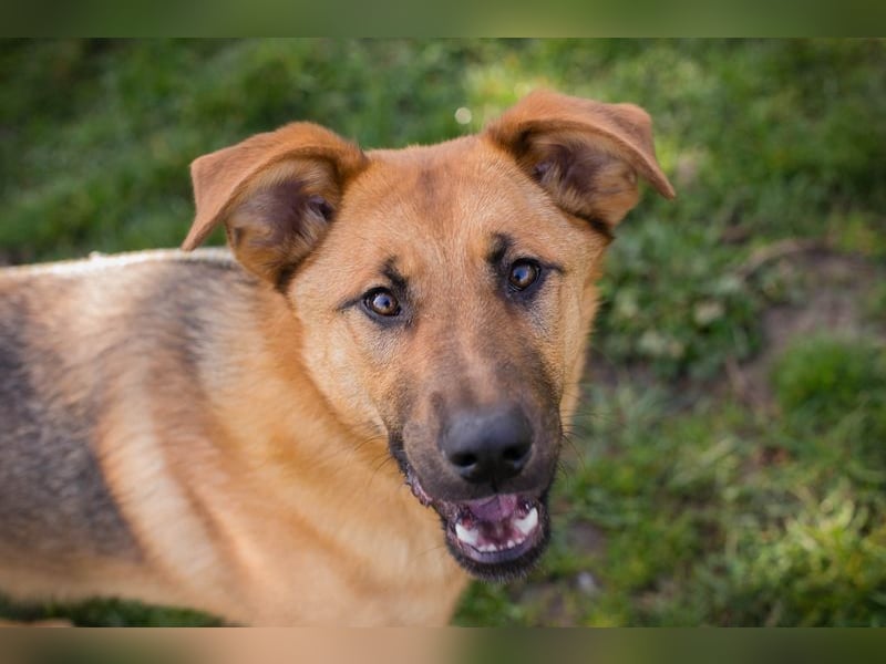 Chip 271878 sucht ein Zuhause