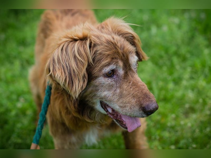 Archie sucht ein Zuhause