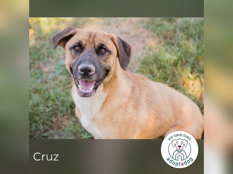 Cruz 283921 sucht ein zu Hause