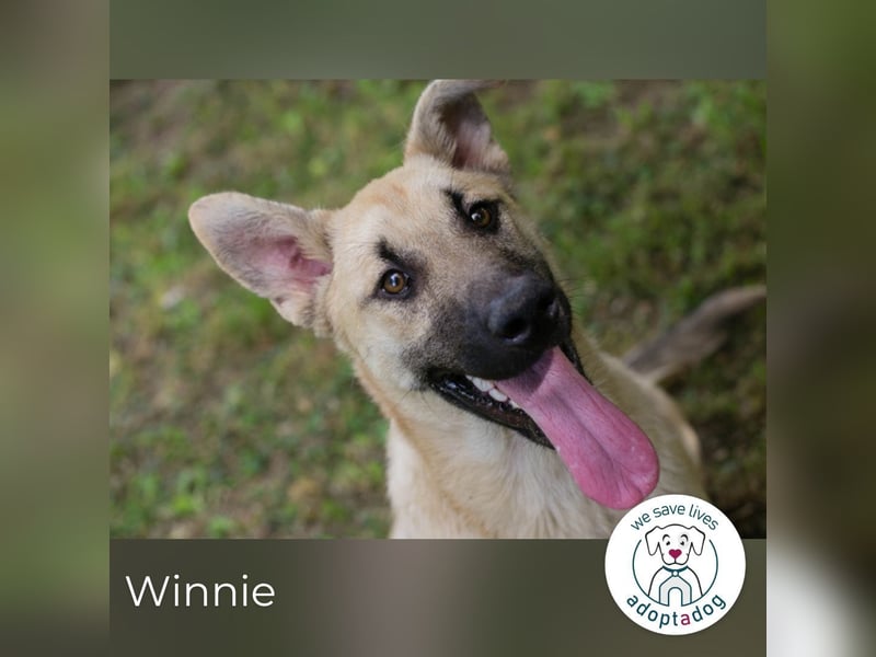 Winnie 274653 sucht ein zu Hause