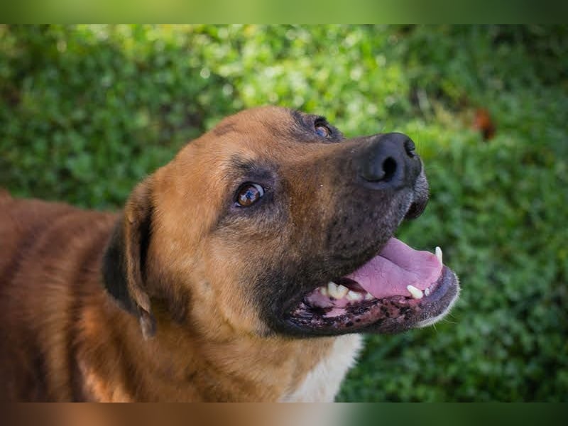 Pepe: Liebevoller Rüde