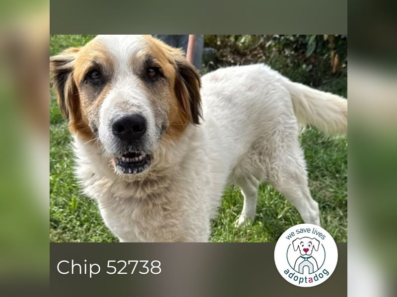 Chip 52738 sucht ein zu Hause