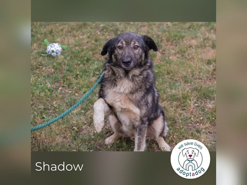 Shadow 283506 sucht ein zu Hause