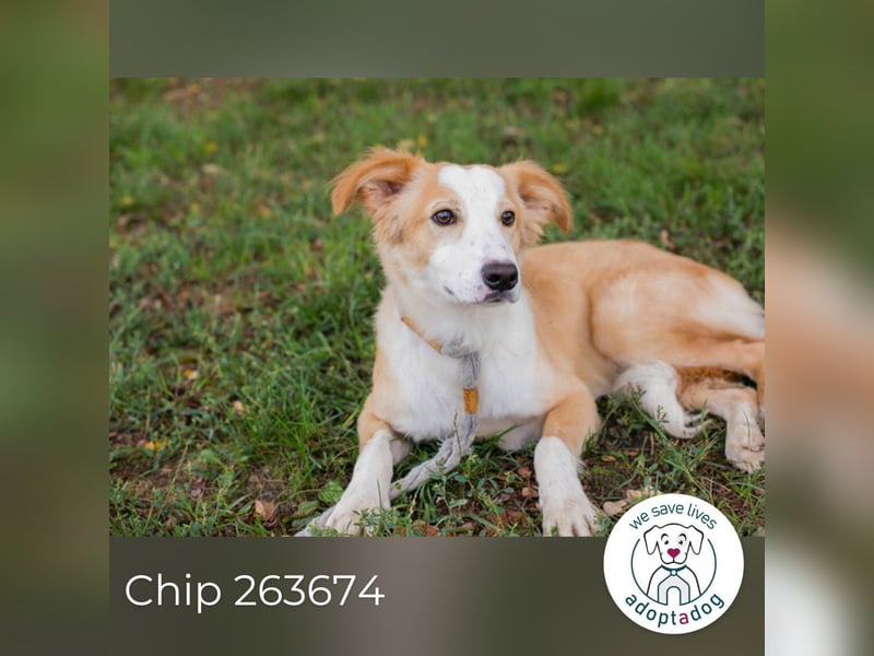 Chip 263674 sucht ein Zuhause