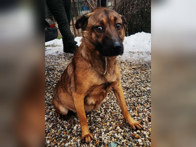 Cassy sucht ein Zuhause