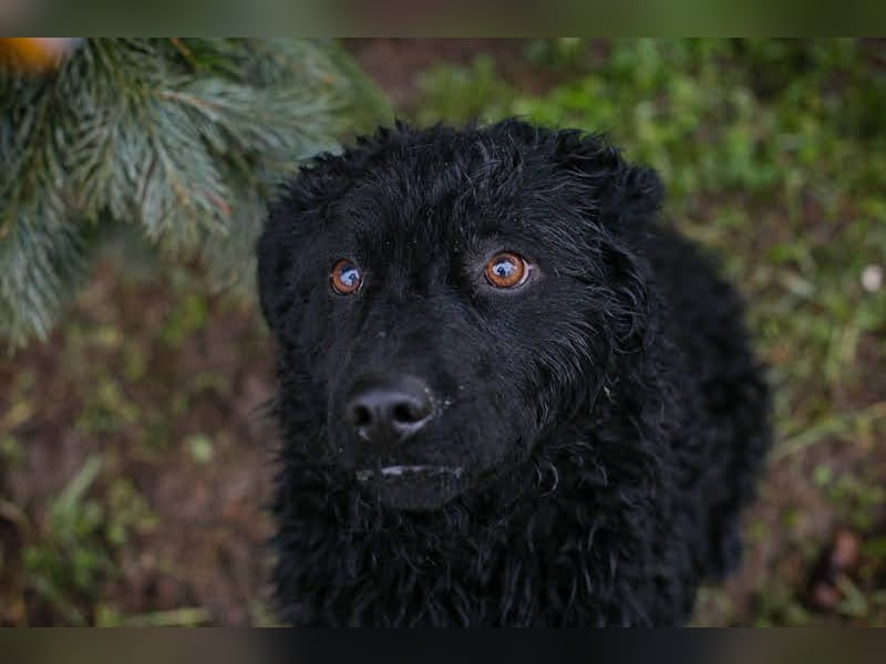 Cody: Neugieriger Wirbelwind