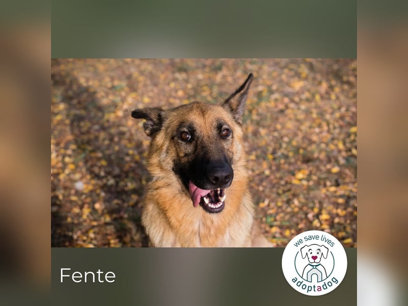 Fente: liebevolle Mama sucht fürsorgliches Zuhause