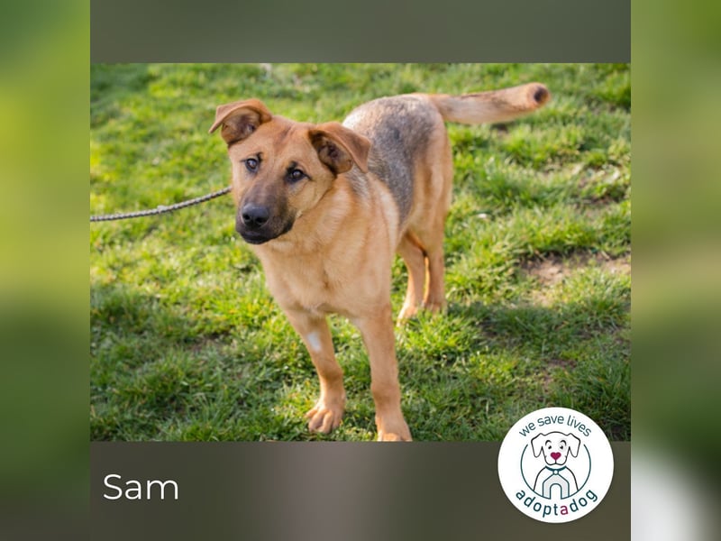 Sam sucht ein Zuhause