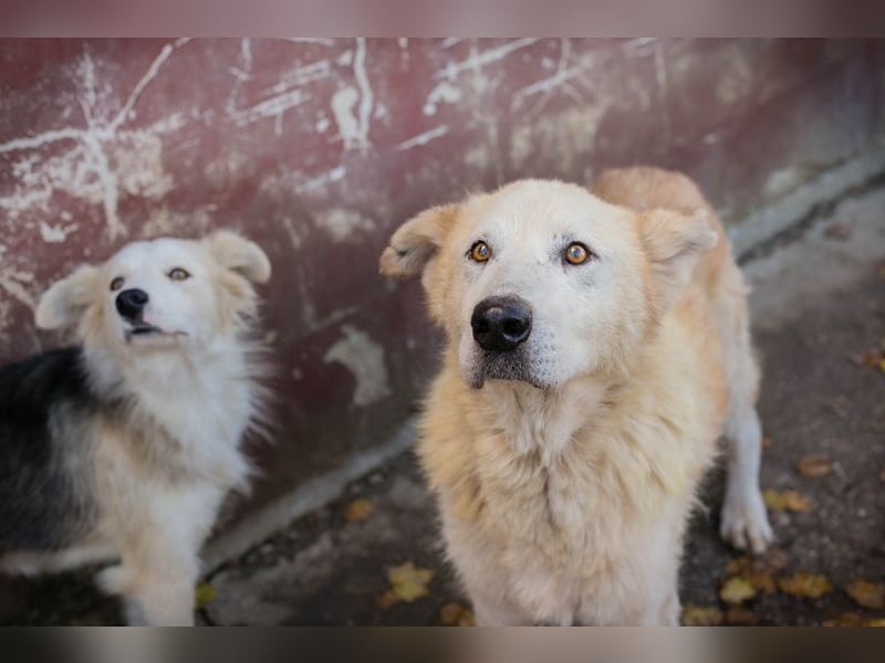 Nobby: Letzte Jahre in Geborgenheit