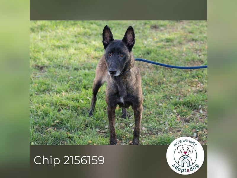 Chip 2156159 sucht ein zu Hause