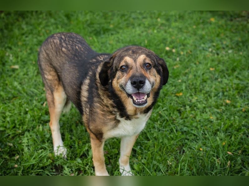 Casimir: Lieber Rüde