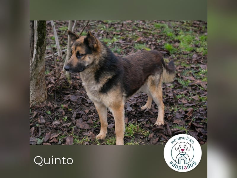 Quinto sucht ein Zuhause