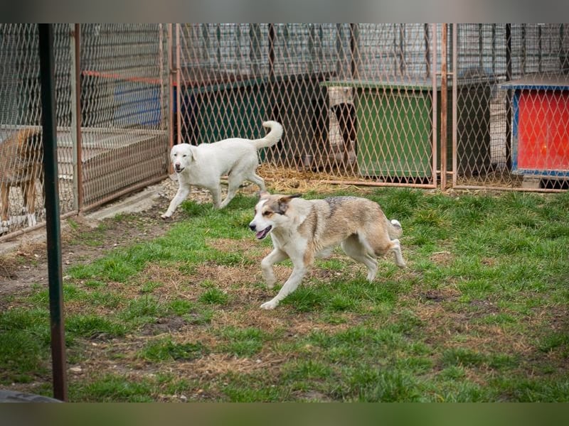 Chip 256646 sucht ein Zuhause