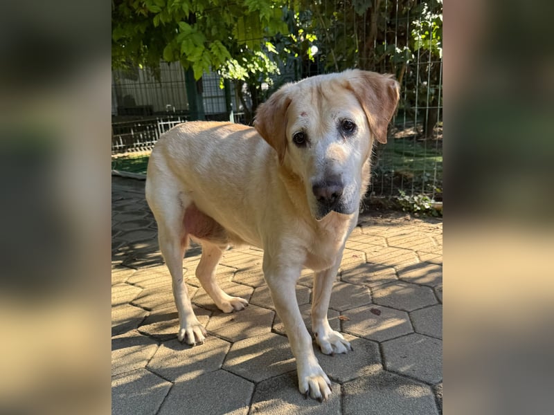 Ludwig 2158732 sucht ein Zuhause