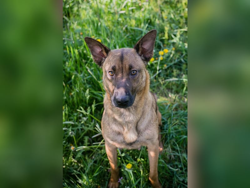 Cassy sucht ein Zuhause