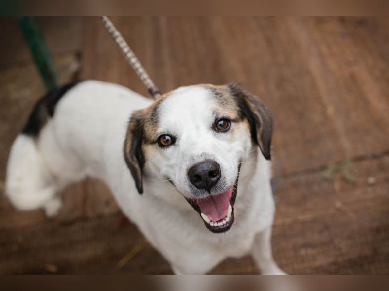 Casper sucht ein Zuhause