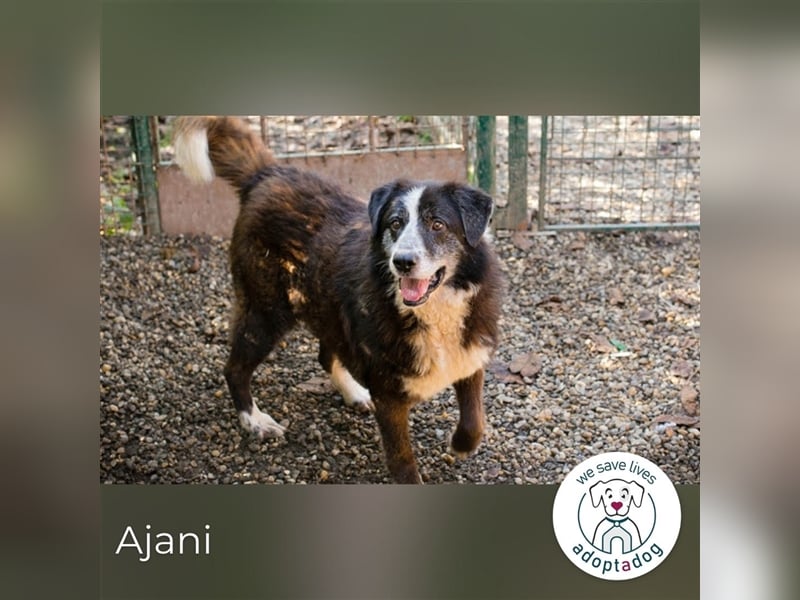 Ajani – Sieger der Herzen