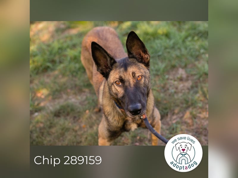Chip 289159 sucht ein zu Hause