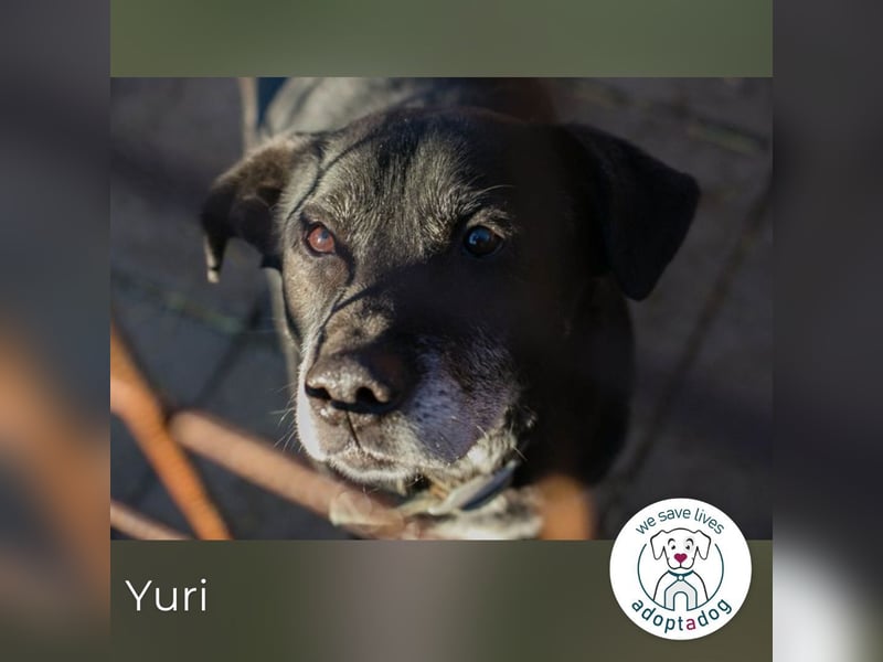Yuri 854631 sucht ein zu Hause