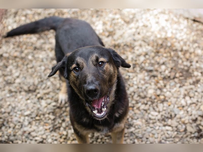 Maxi: Sonnenschein auf vier Beinen