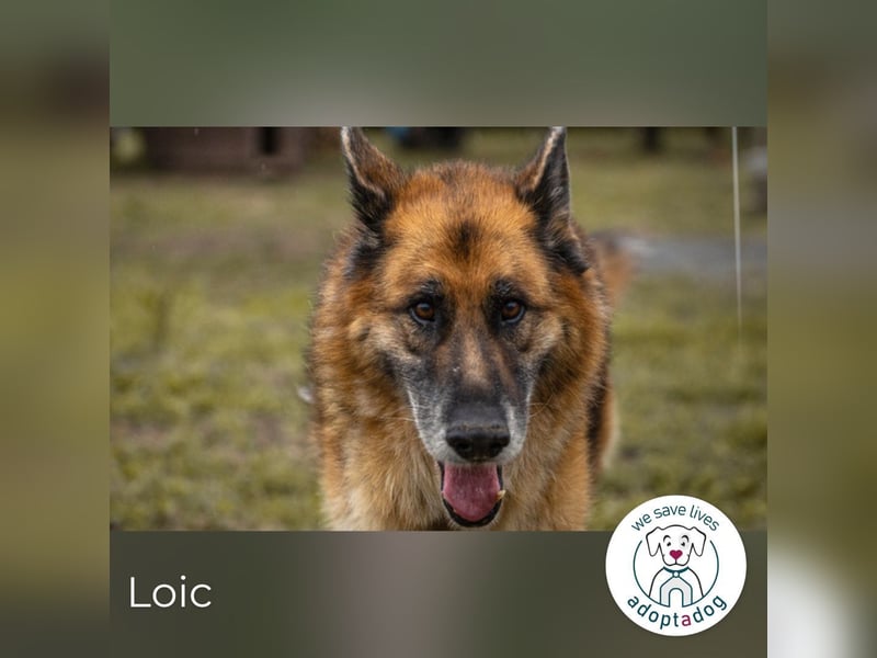 Loic: Dein Partner mit der grauen Schnauze