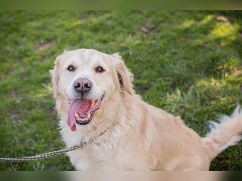 Sam sucht ein Zuhause