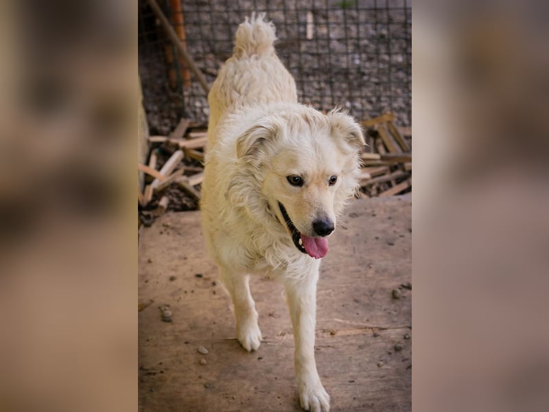 Mischa sucht ein Zuhause