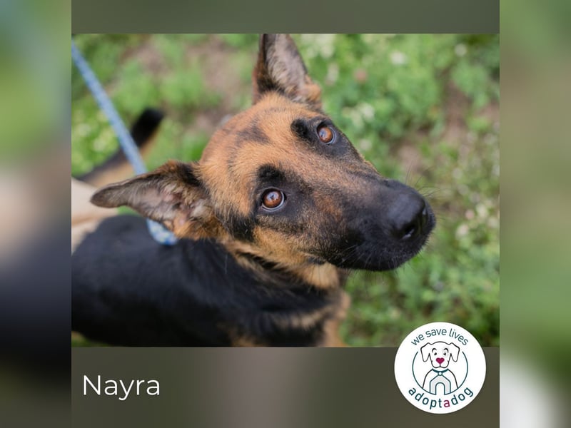 Nayra: Ein Herz auf drei Pfoten