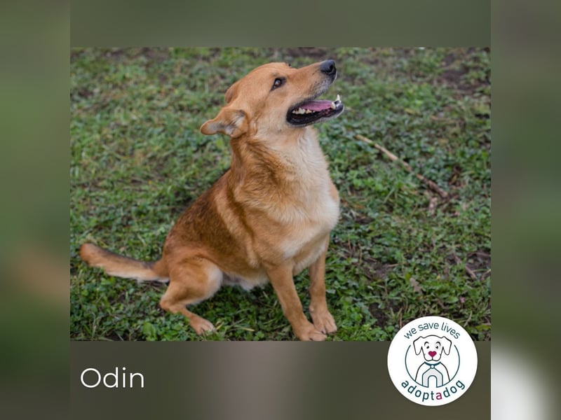 Odin sucht ein Zuhause