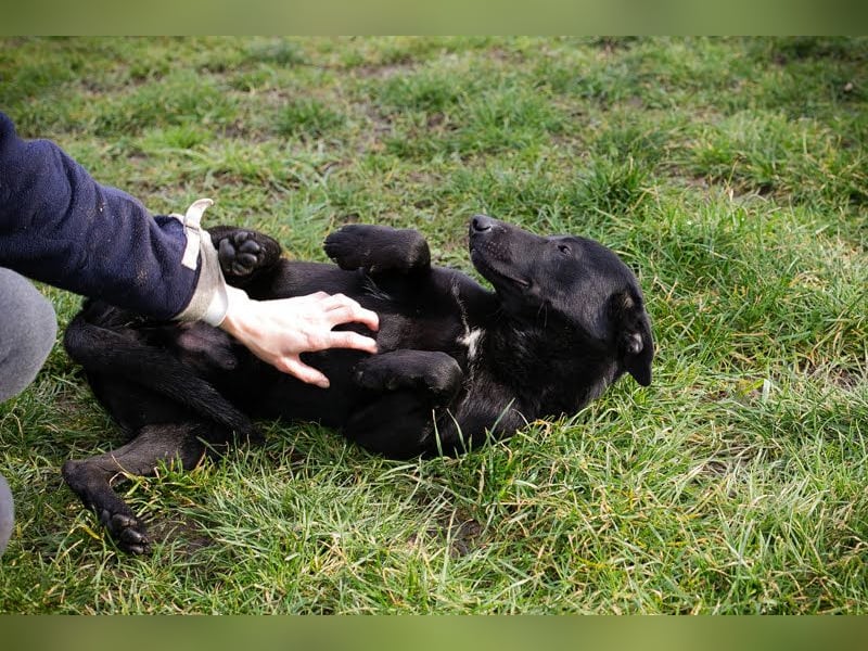 Cassius – Gern im Team unterwegs