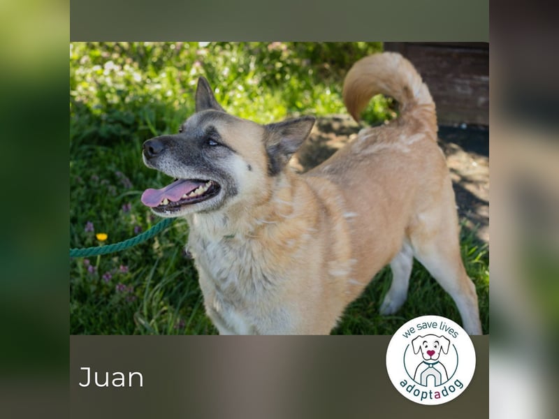 Juan: schüchterner Rüde