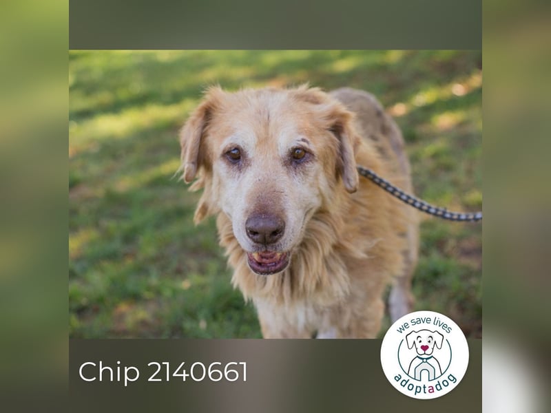 Chip 2140661 sucht ein zu Hause