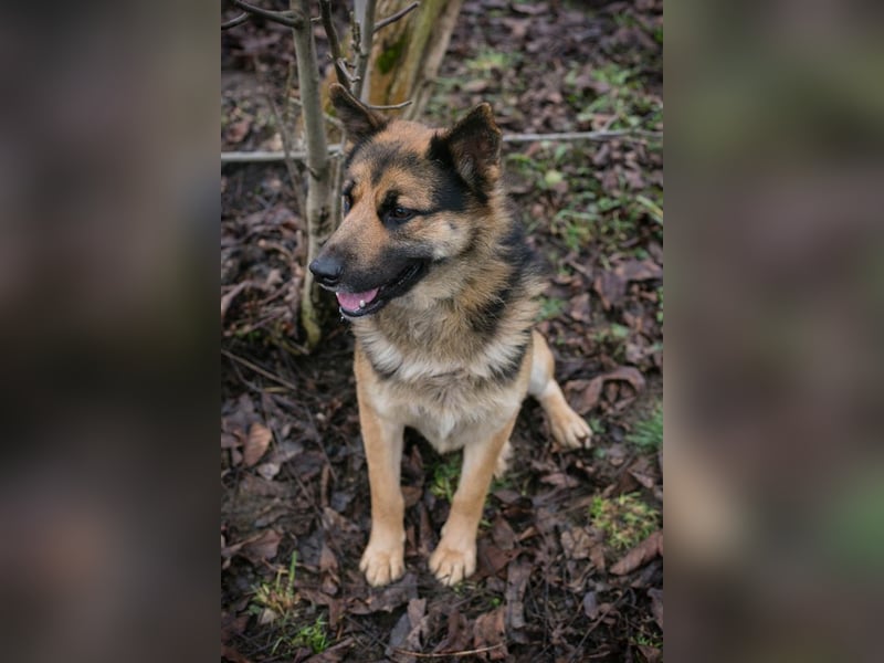 Quinto sucht ein Zuhause