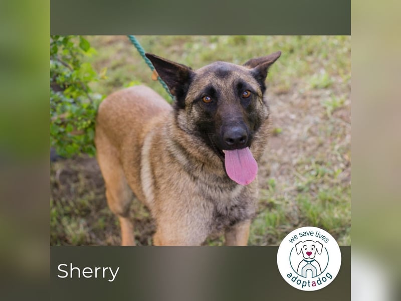 Sherry sucht ein Zuhause