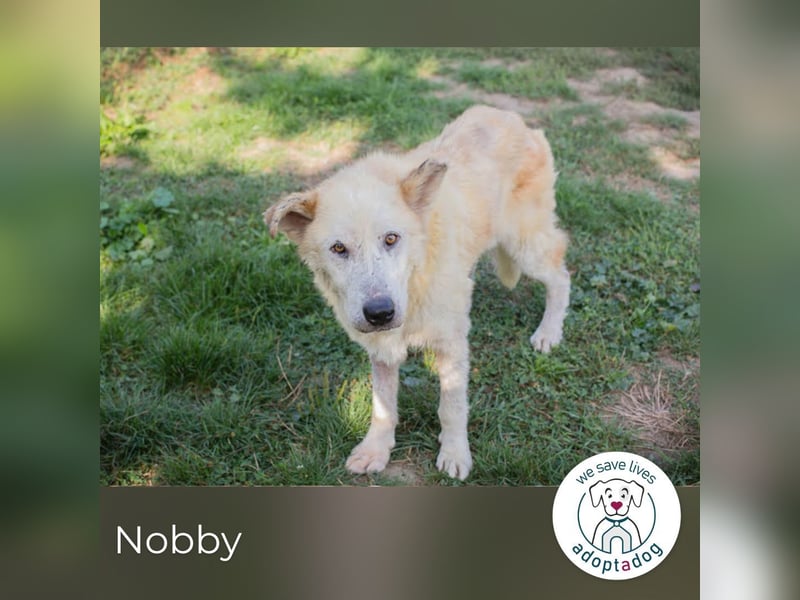 Nobby: Letzte Jahre in Geborgenheit