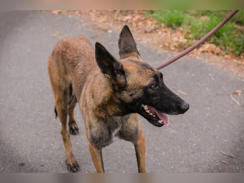 Airi: Verletztes Herz sucht Sicherheit