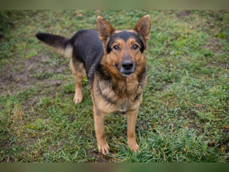 Xaver sucht ein Zuhause