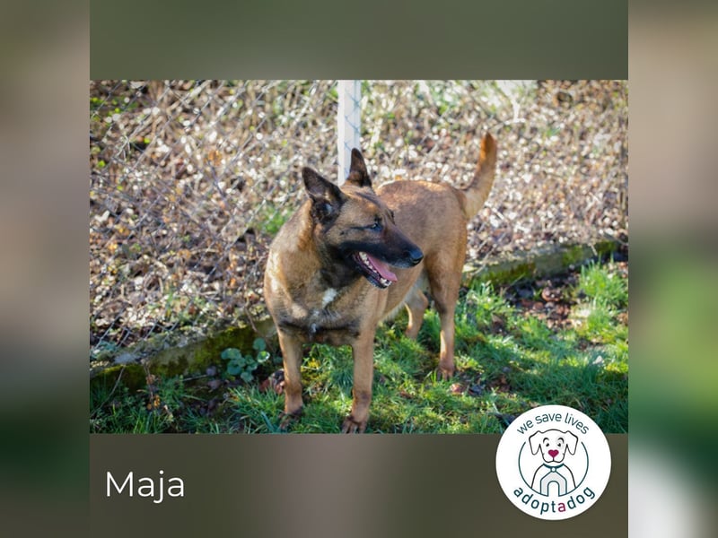 Maja 2017225 sucht ein zu Hause