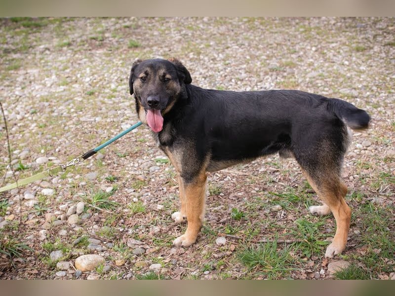 Maxi: Sonnenschein auf vier Beinen