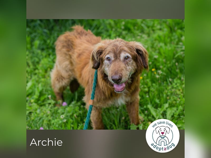 Archie sucht ein Zuhause