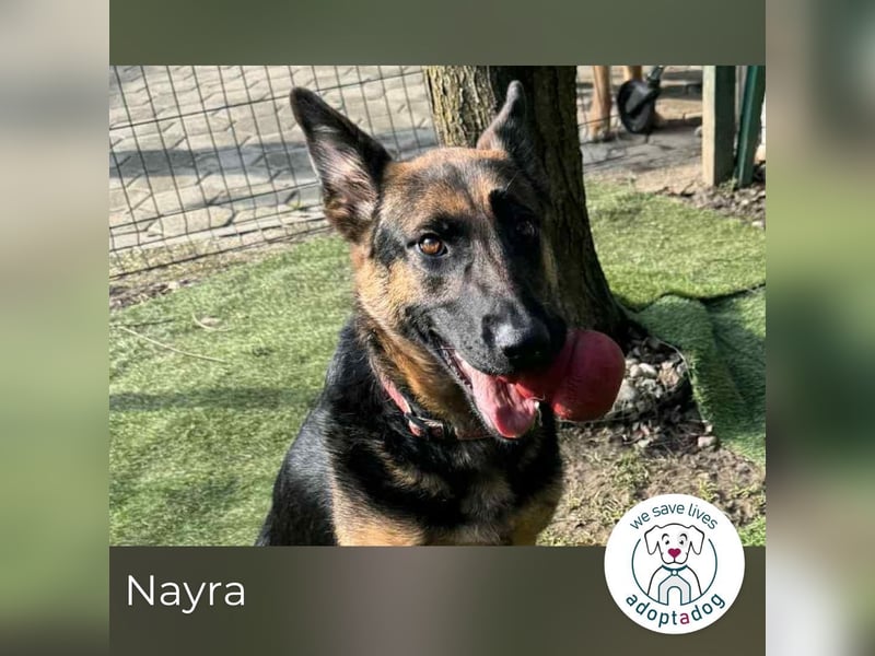 Nayra: Ein Herz auf drei Pfoten