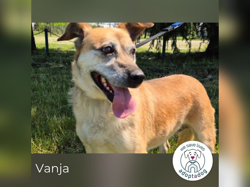 Vanja sucht ein Zuhause