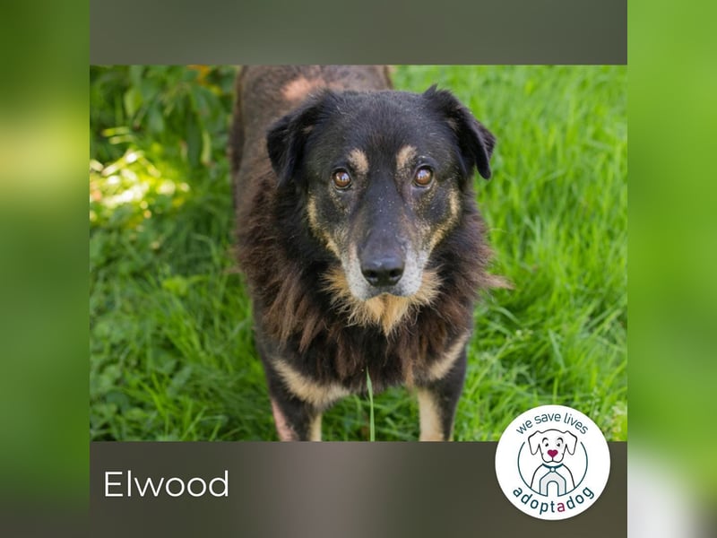 Elwood sucht ein Zuhause