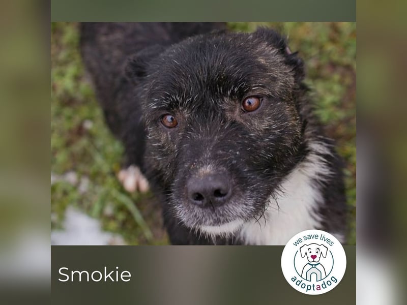Smokie: Lieber Schatz sucht Geborgenheit