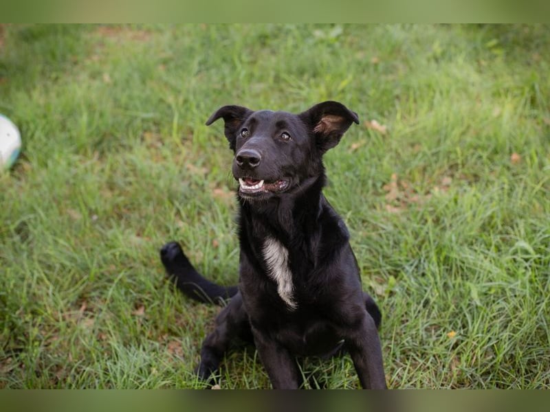 Chip 289801 sucht ein Zuhause