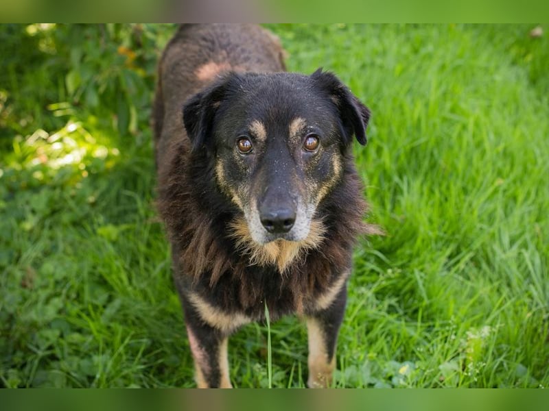 Elwood sucht ein Zuhause