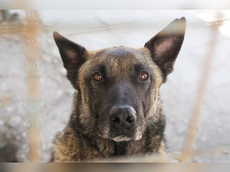 Leon: Malinois-Fans aufgepasst!