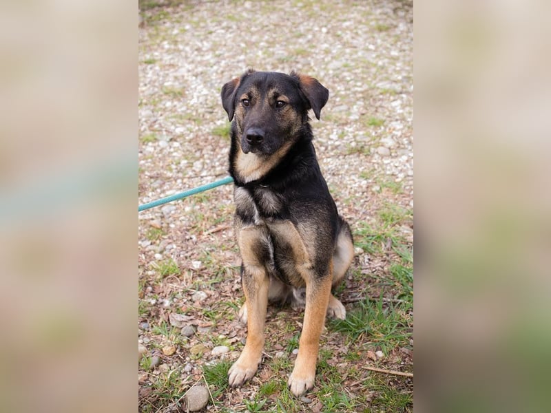 Maxi: Sonnenschein auf vier Beinen